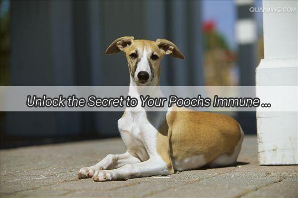 Unlock the Secret to Your Poochs Immune Power Discover the Magic Number of Dog Vaccinations